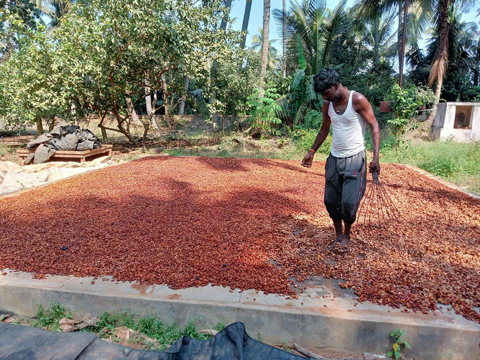 Fermented & Dried Cocoa beans