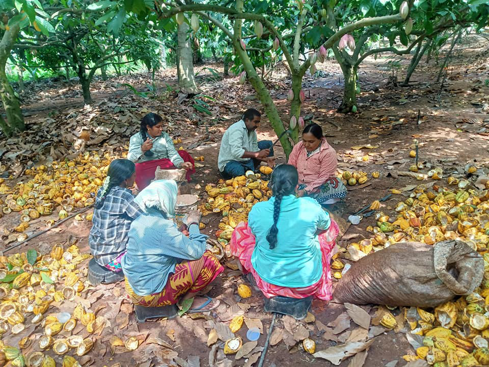 Fermented & Dried Cocoa beans