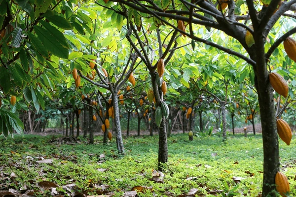 Cocoa Farm Centre Updated
